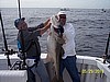 Big Cod